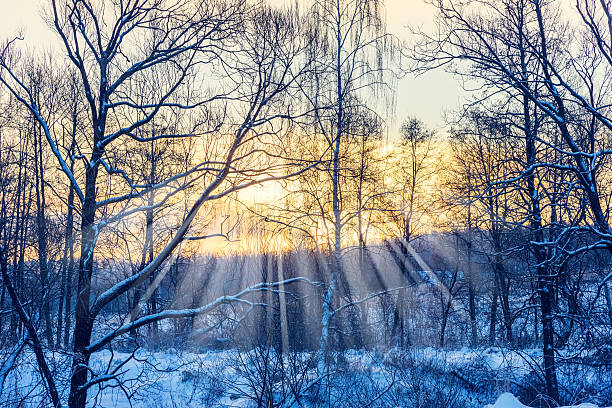 istock sun in winter forest trees covered with snow 482557193