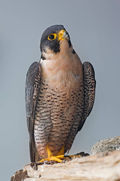 istock Vertical view of a Peregrine Falcon perched on a rock 482557432