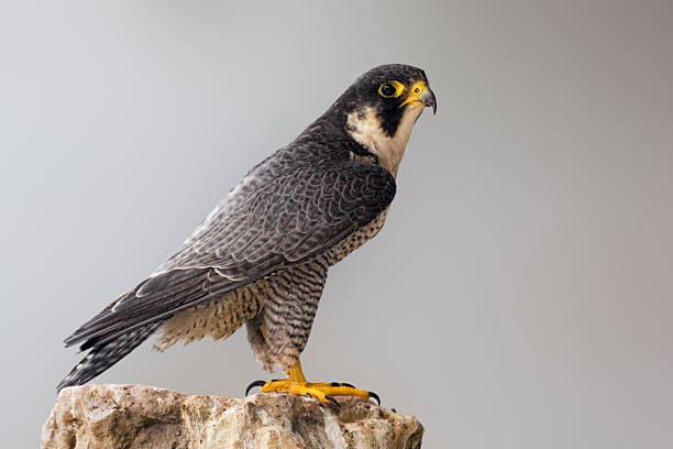 falco pellegrino arroccato su una roccia - animal eye bird nature animal head foto e immagini stock