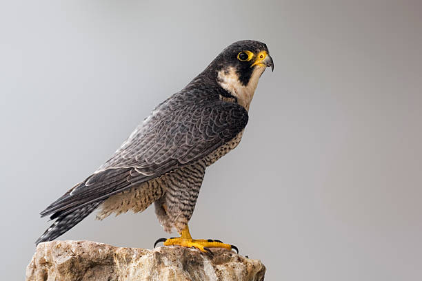 Peregrine Falcon perched on a rock