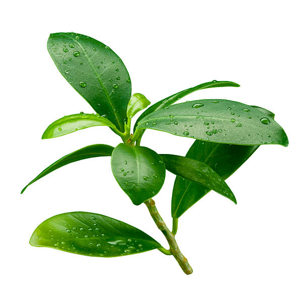 Pomegranate leaf. Wet branch isolated on white background