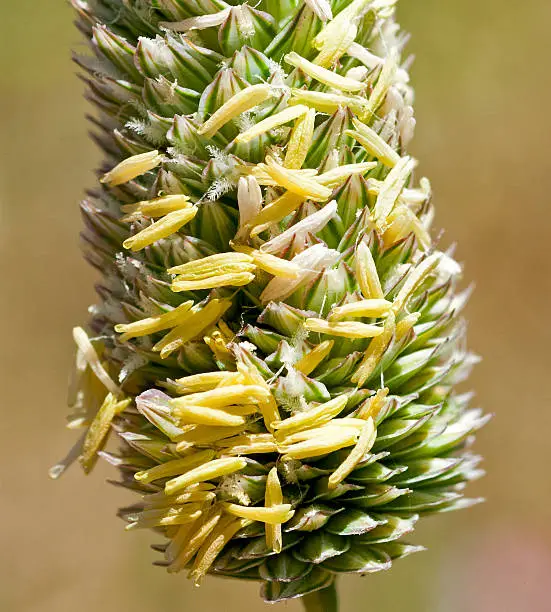 Flowers on Harding grass, Phalaris aquatica. Yellow anthers stick out from flower head to assist wind pollination.