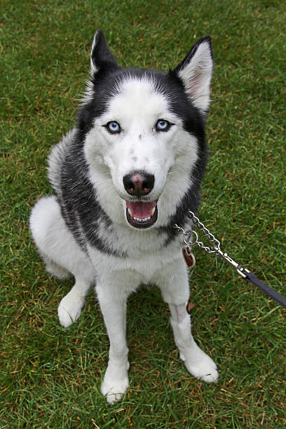 istock Adult female husky 482557994