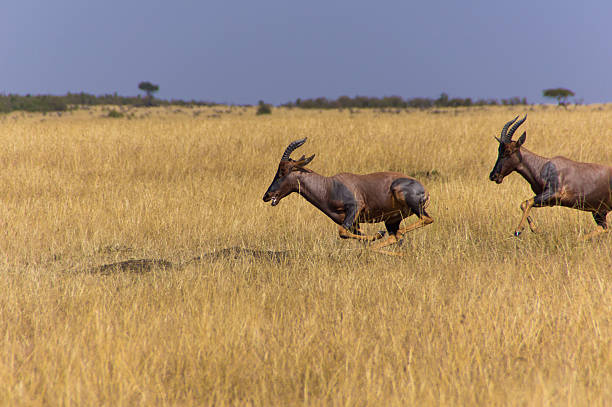 antelope Paar – Foto