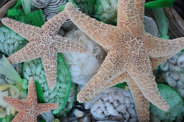 Sea stars and sea chells for sale Mexico Zihuatanejo