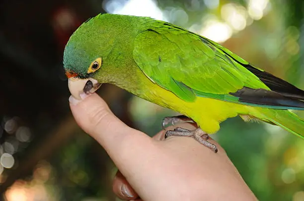 Parakeet Puerto Vallarta México biting lady's finger  