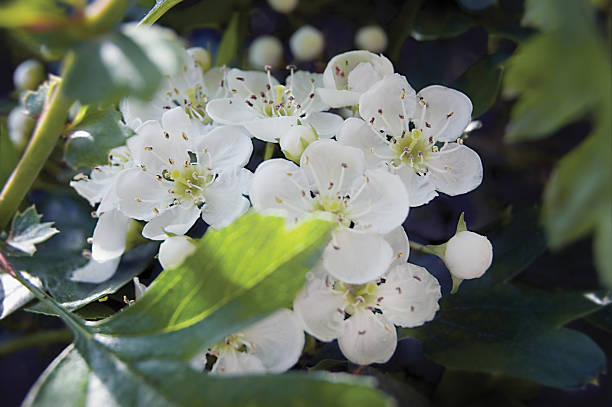 hawthorn whitethorn selvagem branco flores desabrochando, género crataegus florescer folhas - hawthorn flower single flower spring imagens e fotografias de stock