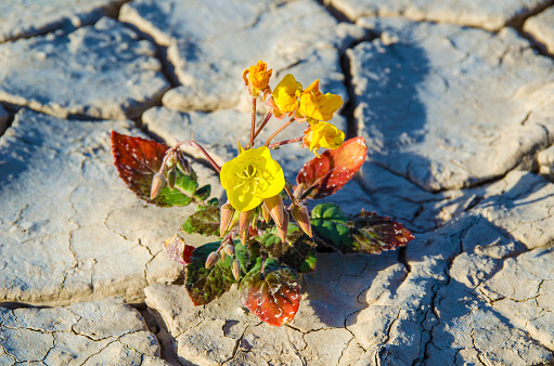 Flower blooms on the dry cracked desert floor in Death Valley National Park.