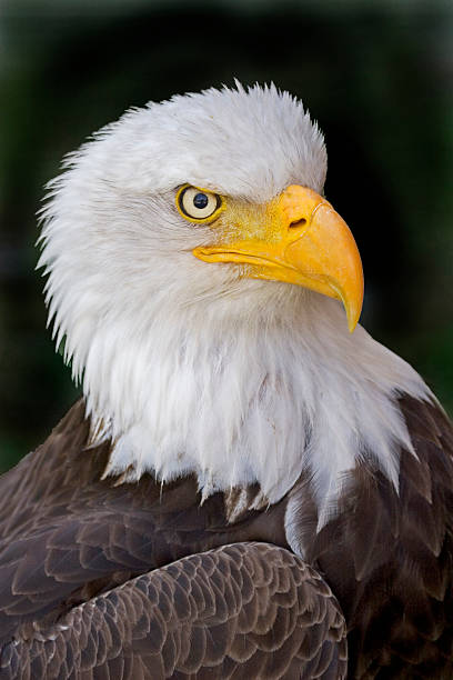istock Portrait of a Bald Eagle, Haliaeetus leucocephalus 482559514