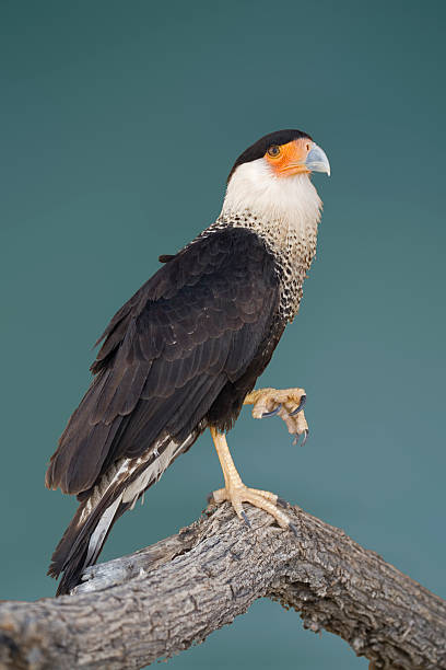 Vertical view of a Crested Caracara perched in a tree A Vertical view of a Crested Caracara perched in a tree crested caracara stock pictures, royalty-free photos & images