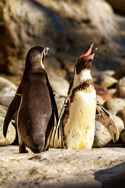 istock Portrait of penguins 482560301