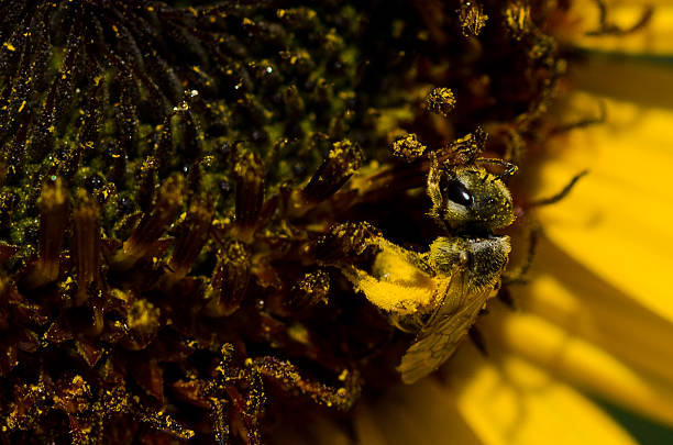 istock Bee Gathering Golden Pollen from a Yellow Sunflower 482560752
