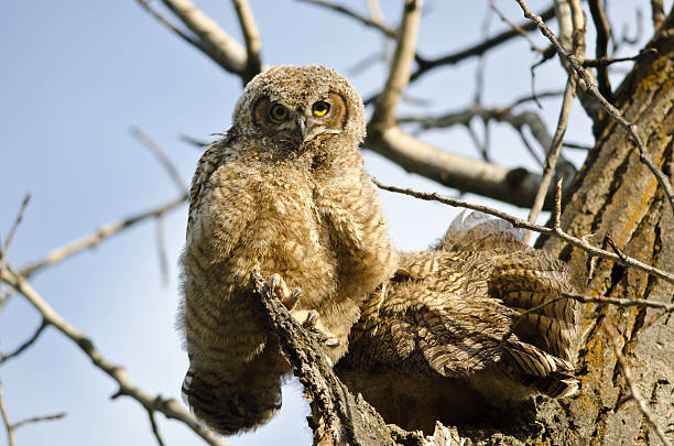 istock Young Owlet Making Direct Eye Contact From Its Nest 482561194