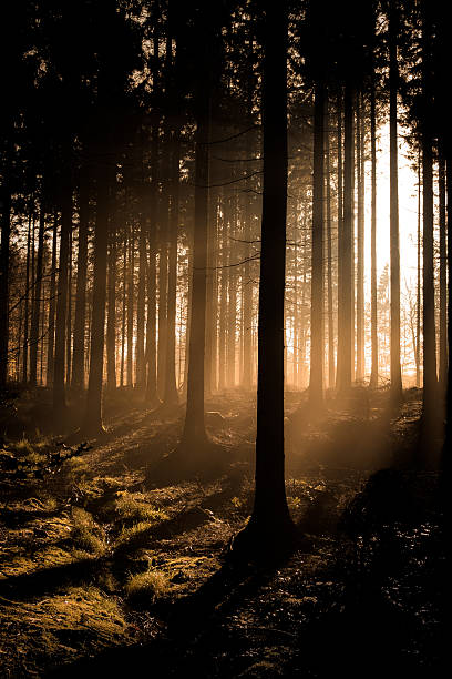 istock In the forest on a misty day 482561363