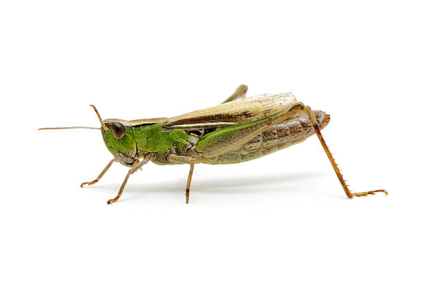 grasshopper grasshopper isolated on white background orthoptera stock pictures, royalty-free photos & images