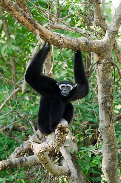 istock White Cheeked Gibbon or Lar 482561781