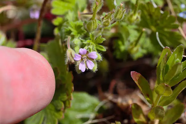 You have to be on your knees to notice the tiny pink / lilac flowers of the small-flowered cranesbill (Geranium pusillum). In this photo, an adult index finger is shown, for scale. It is also known as small-flowered geranium and, in North America, small geranium. It is a wildflower, an herbaceous annual plant.