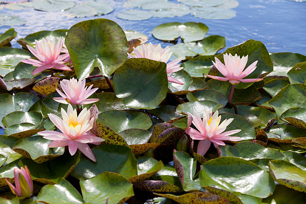 istock Pond filled with pink water lilies 482563928