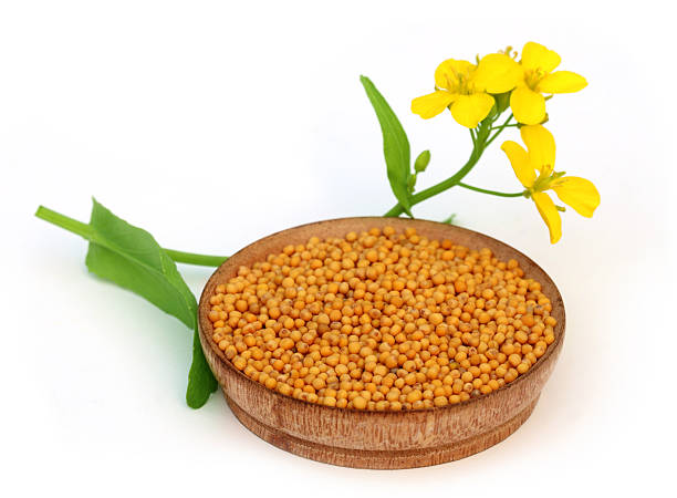 istock Mustard flowers with seeds 482564969