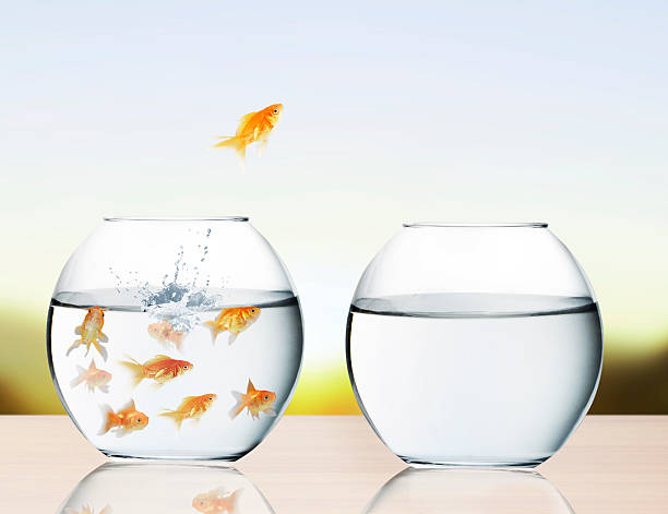 istock goldfish jumping out of  water 482565067