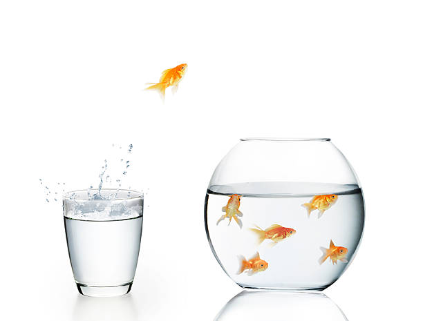 capacidad de saltar fuera del agua - fishbowl crowded goldfish claustrophobic fotografías e imágenes de stock