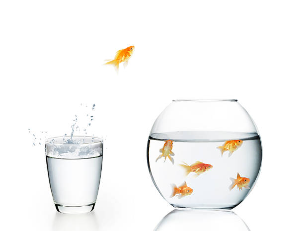 istock goldfish jumping out of  water 482565081