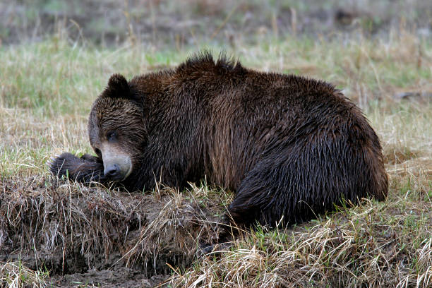 istock Grizzly Bear Ursus arctos large claws Yellowstone National Park 482565110