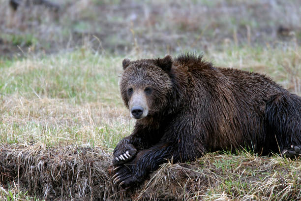 istock Grizzly Bear Ursus arctos large claws Yellowstone National Park 482565122