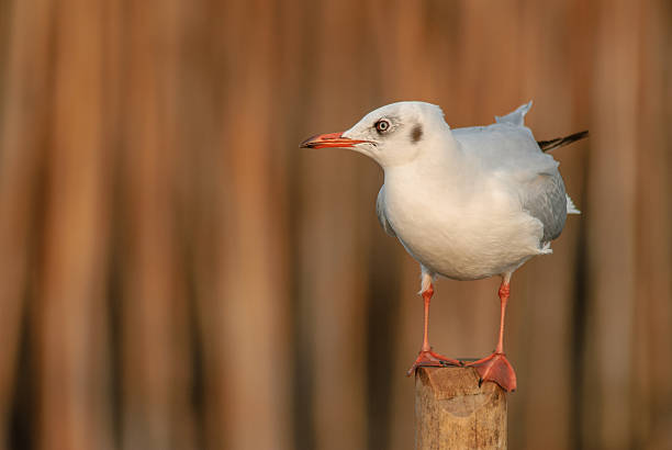 istock Seagull is a bird migration to Thailand 482565487