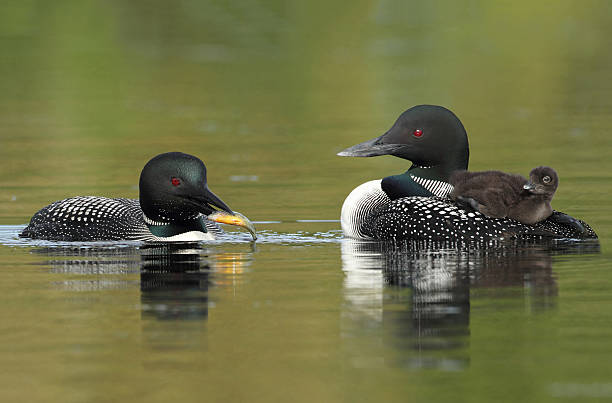 istock Common Loons - Family Breakfast Time 482566147