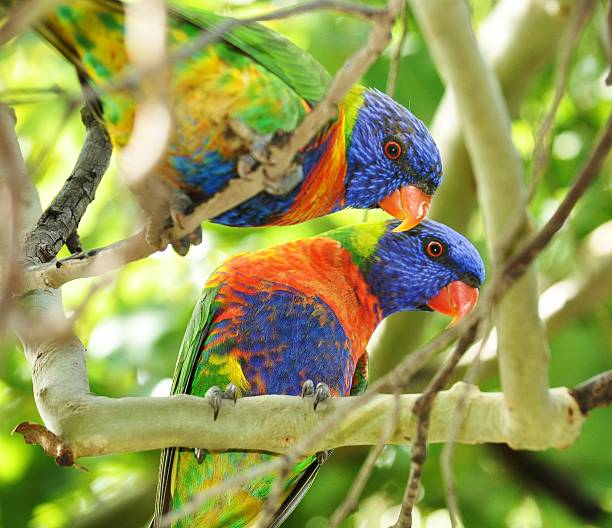 istock Pair of Australian Lorikeet's 482566436