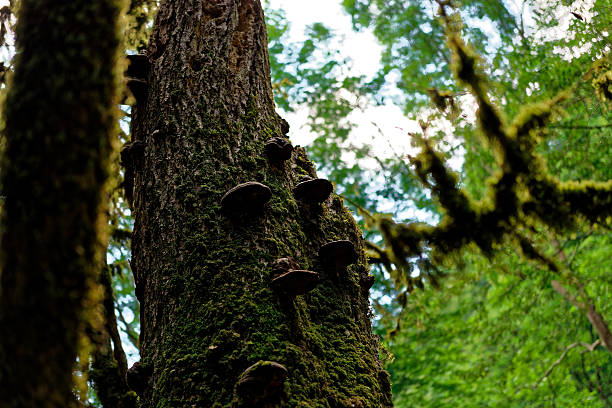 istock Yew-and-boxwood tree grove 482566650