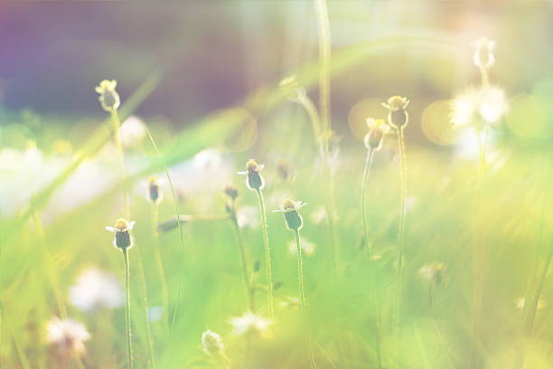 istock Small flower with bokeh background in vintage style 482566678