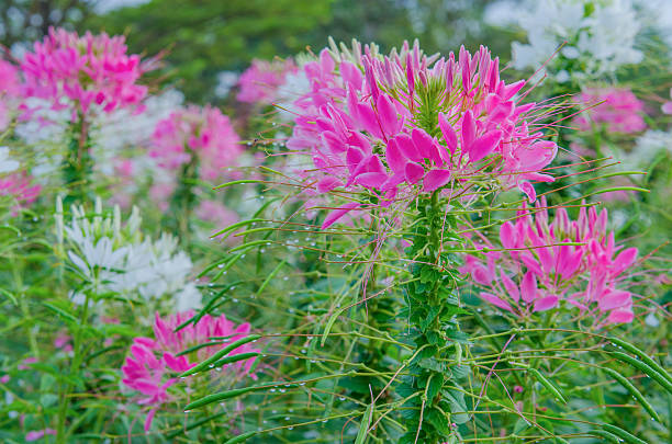 istock Pink And White Spider flower(Cleome hassleriana) in the garden 482567054