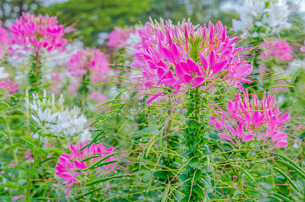 istock Pink And White Spider flower(Cleome hassleriana) in the garden 482567066