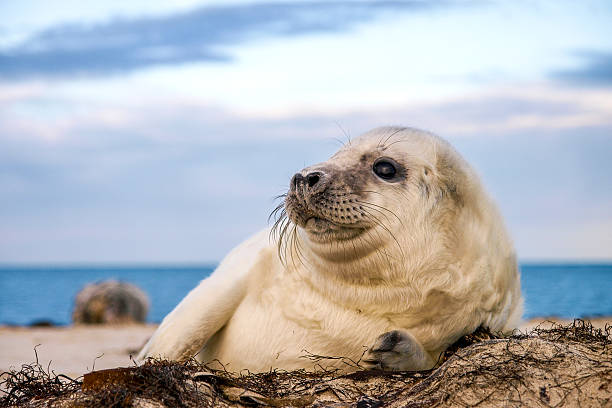 szary seal (foka szara halichoerus grypus) - grypus zdjęcia i obrazy z banku zdjęć