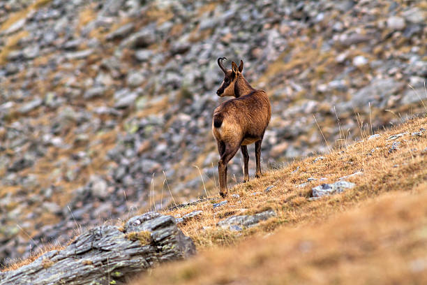 chamois Beautiful chamois in the Mountain of Pyrenees(Spain) chamois animal photos stock pictures, royalty-free photos & images