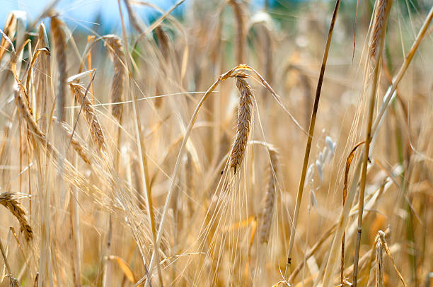 istock yellow wheat grain ready to harvest in the field 482568197