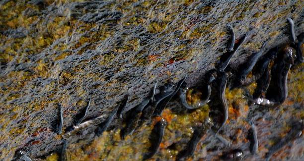 istock Mudskippers, walking fishes in Similan islands 482568265