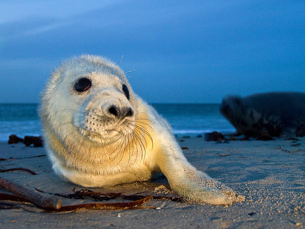 Baby Grey Seal (Halichoerus grypus) Relaxing on the Beach