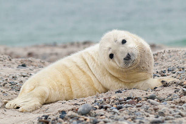 ребенок серый тюлень (halichoerus grypus) расслабляющий на пляже - grypus стоковые фото и изображения