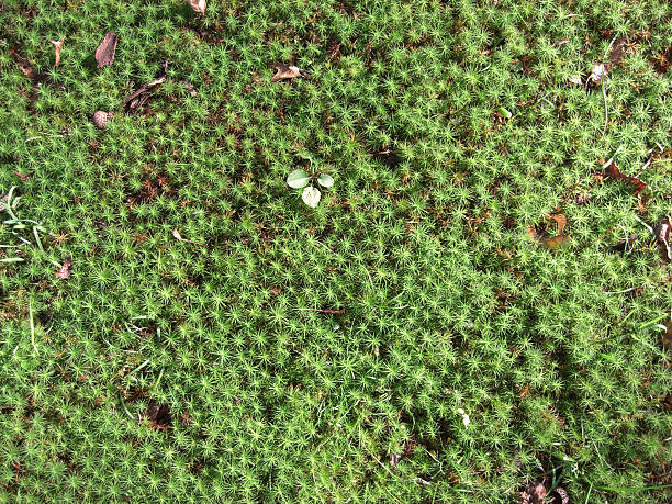 ground moss 4 stock photo
