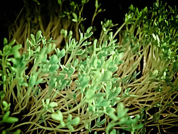 Lepidium sativum L, gardencress pepperweed
