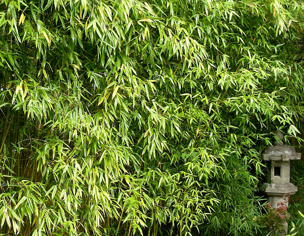 immagine di bambù e una lanterna giapponese - invasive plant foto e immagini stock