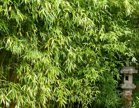 Bamboo hedge swamping a Japanese lantern