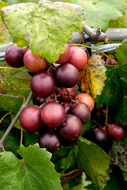 Muscadines hanging off plant viens