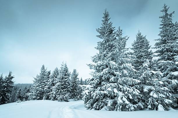 istock Spruce Tree Forest Covered by Snow in Winter Landscape 482569832