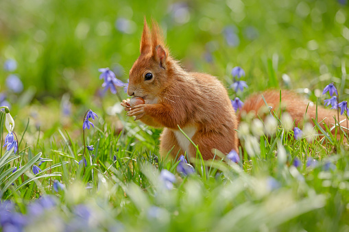 Red squirrel in spring, surrounded by flowers