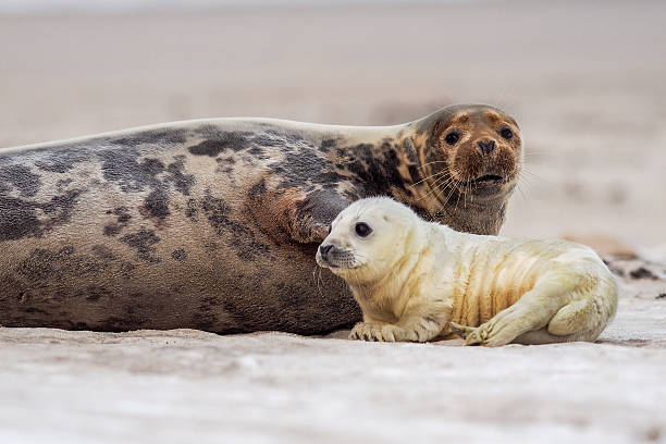 foca grigia (halichoerus grypus) - east anglia immagine foto e immagini stock