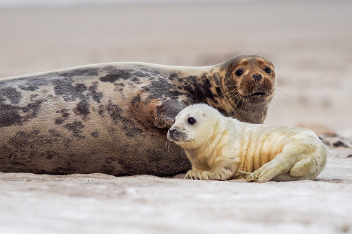 A young Grey Seal (Halichoerus grypus) pup waiting for its' mother to return from sea